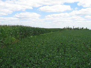 Property photo 11 - 180+/- Acres offered in 2 Tracts Land Auction, Highly Productive Tillable Cropland